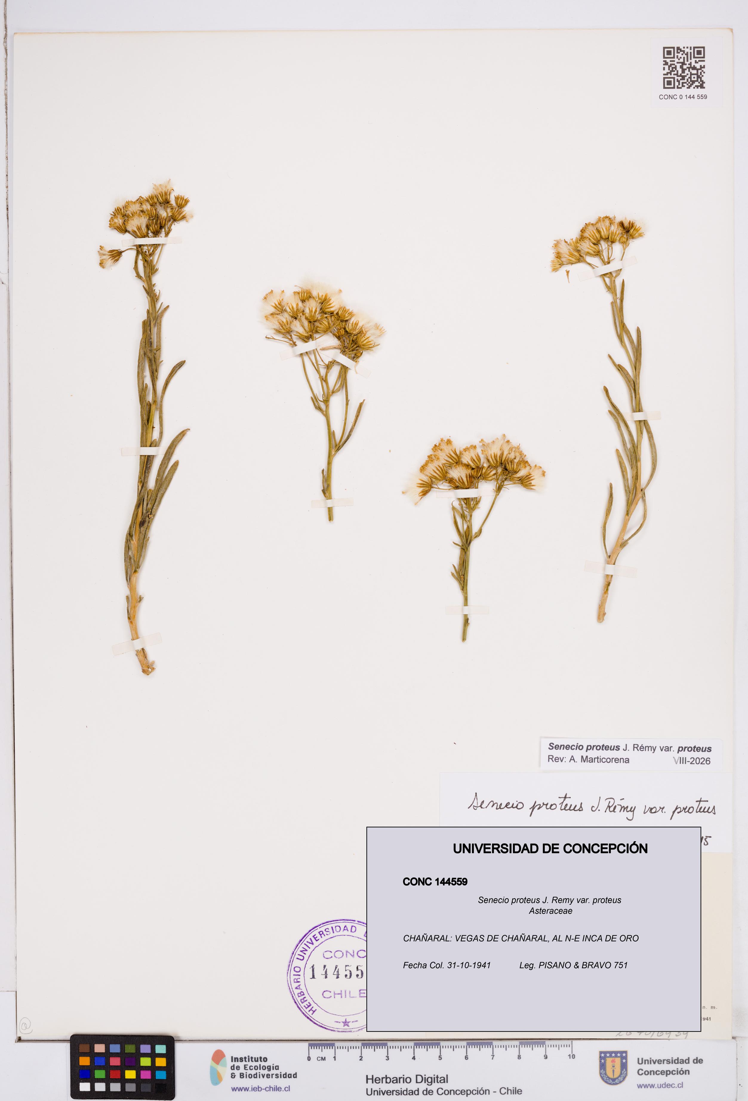 Senecio proteus var. proteus [Espécimen: ]