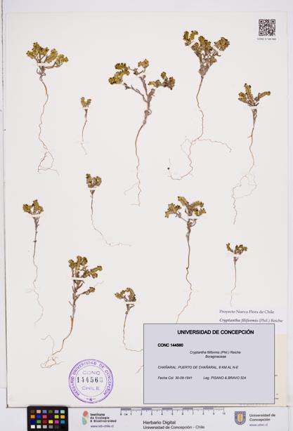 Cryptantha filiformis [Espécimen: ]