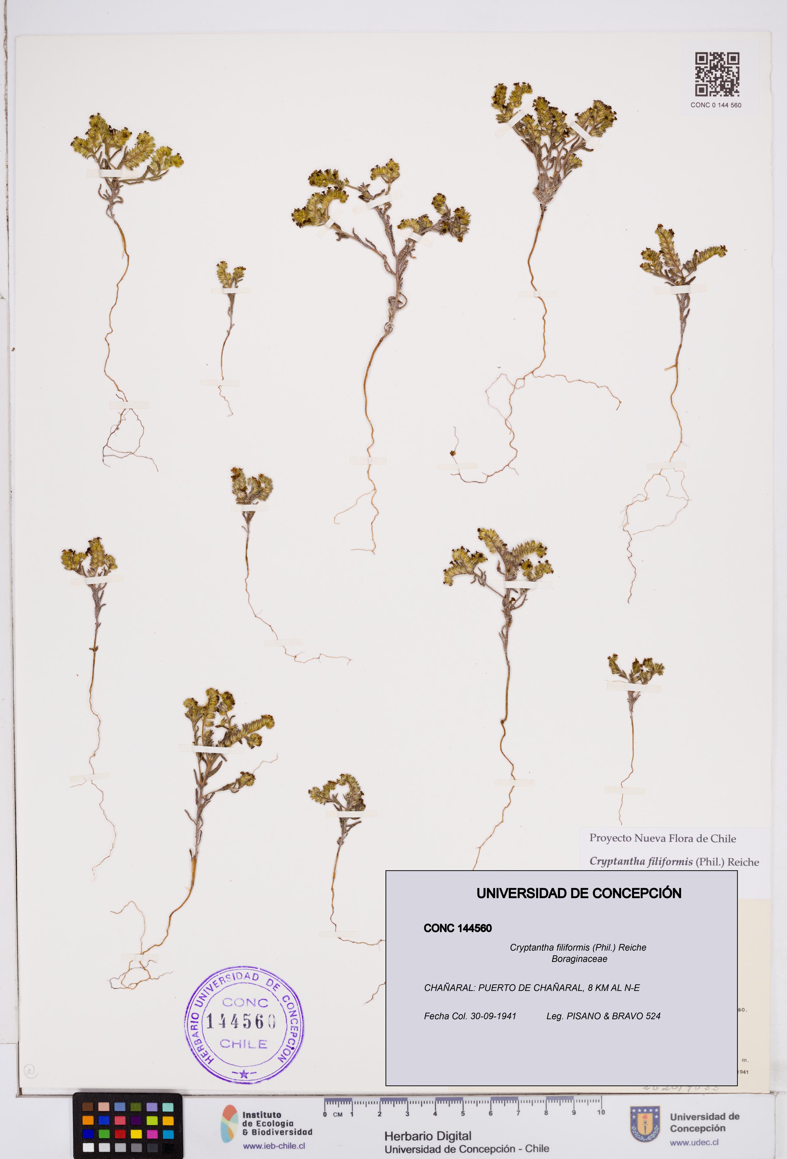 Cryptantha filiformis [Espécimen: ]