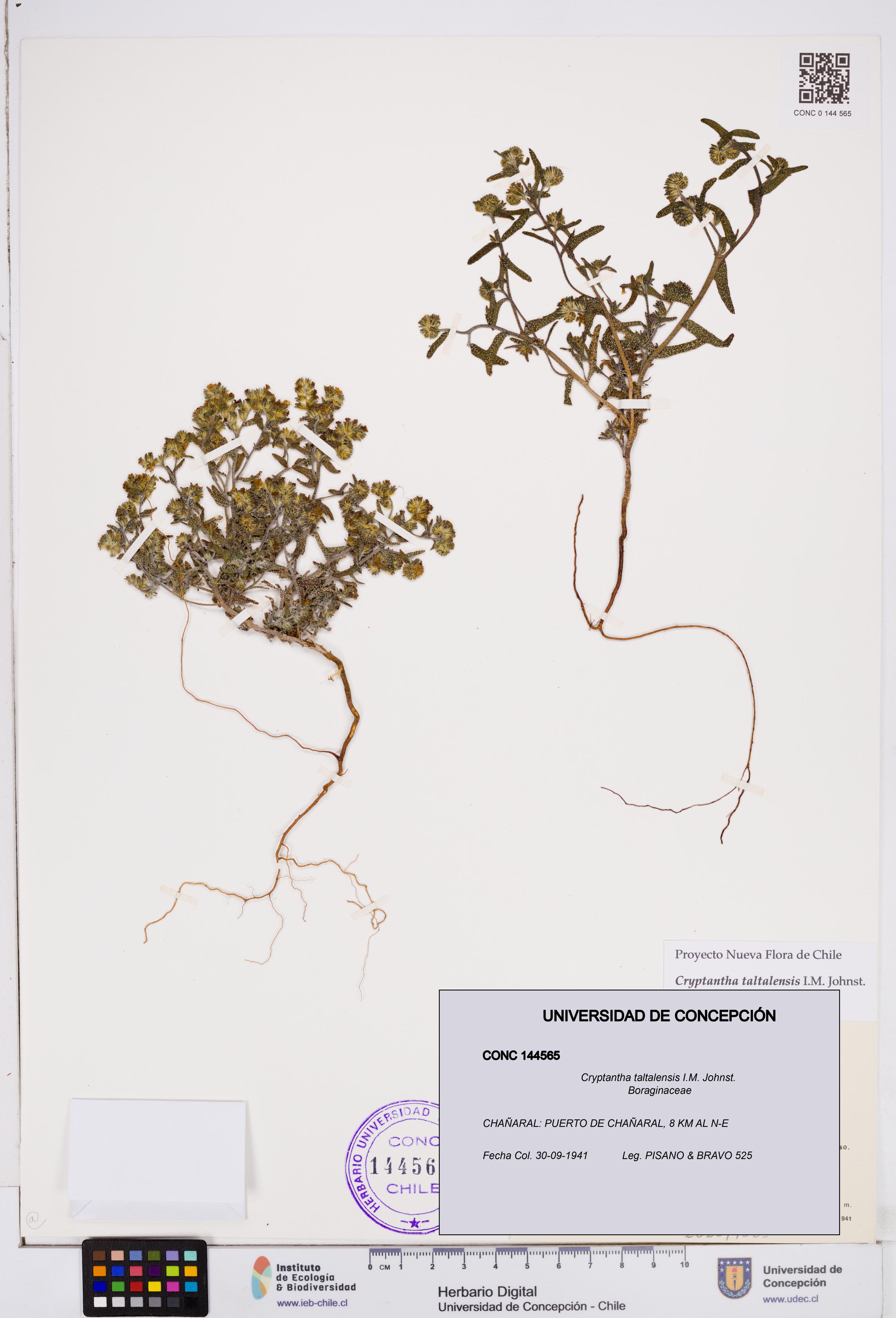 Cryptantha taltalensis [Espécimen: ]