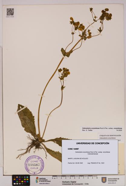Calceolaria corymbosa [Espécimen: UDEC:CONC:0144567]