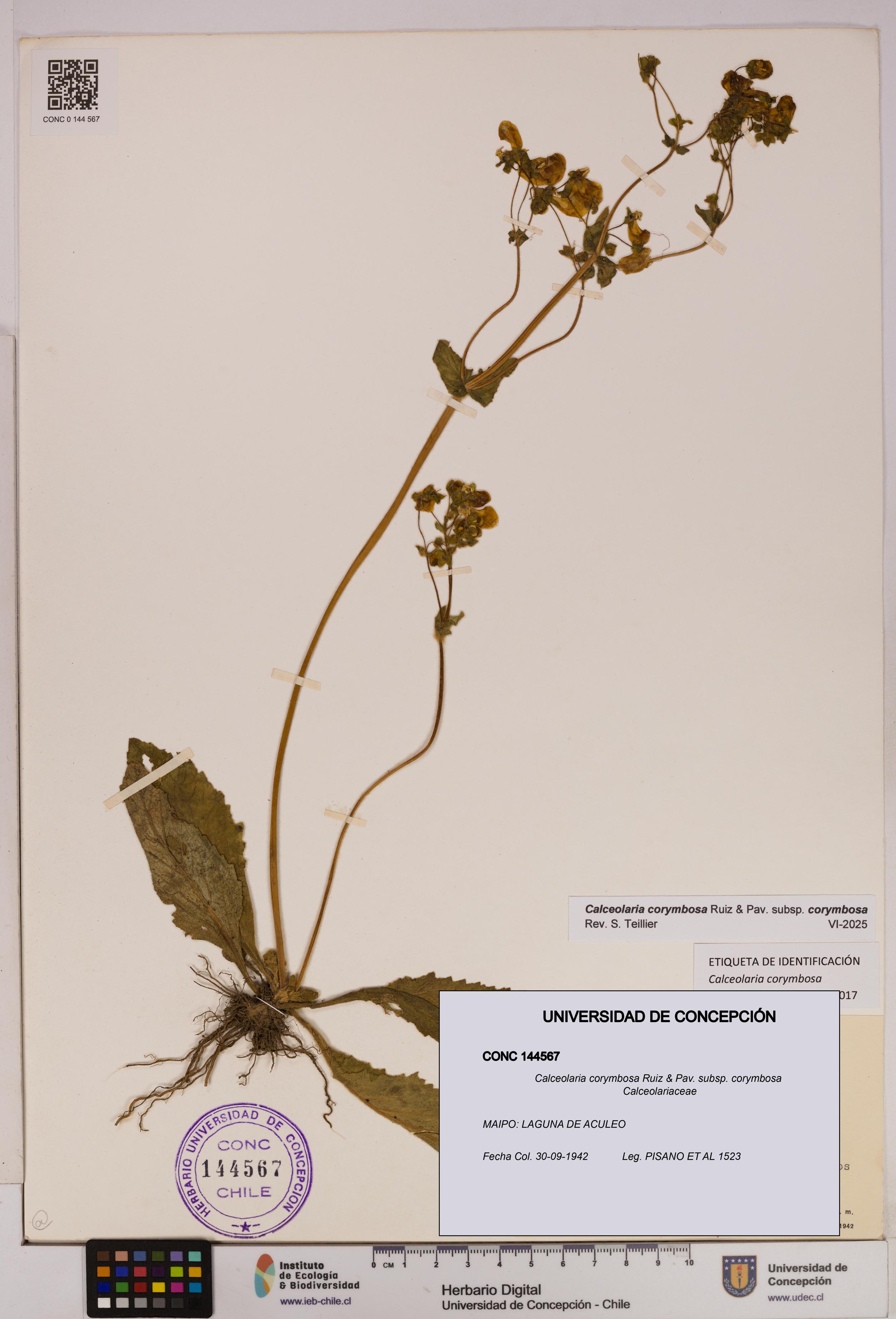 Calceolaria corymbosa [Espécimen: UDEC:CONC:0144567]