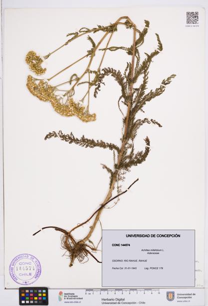 Achillea millefolium [Espécimen: ]