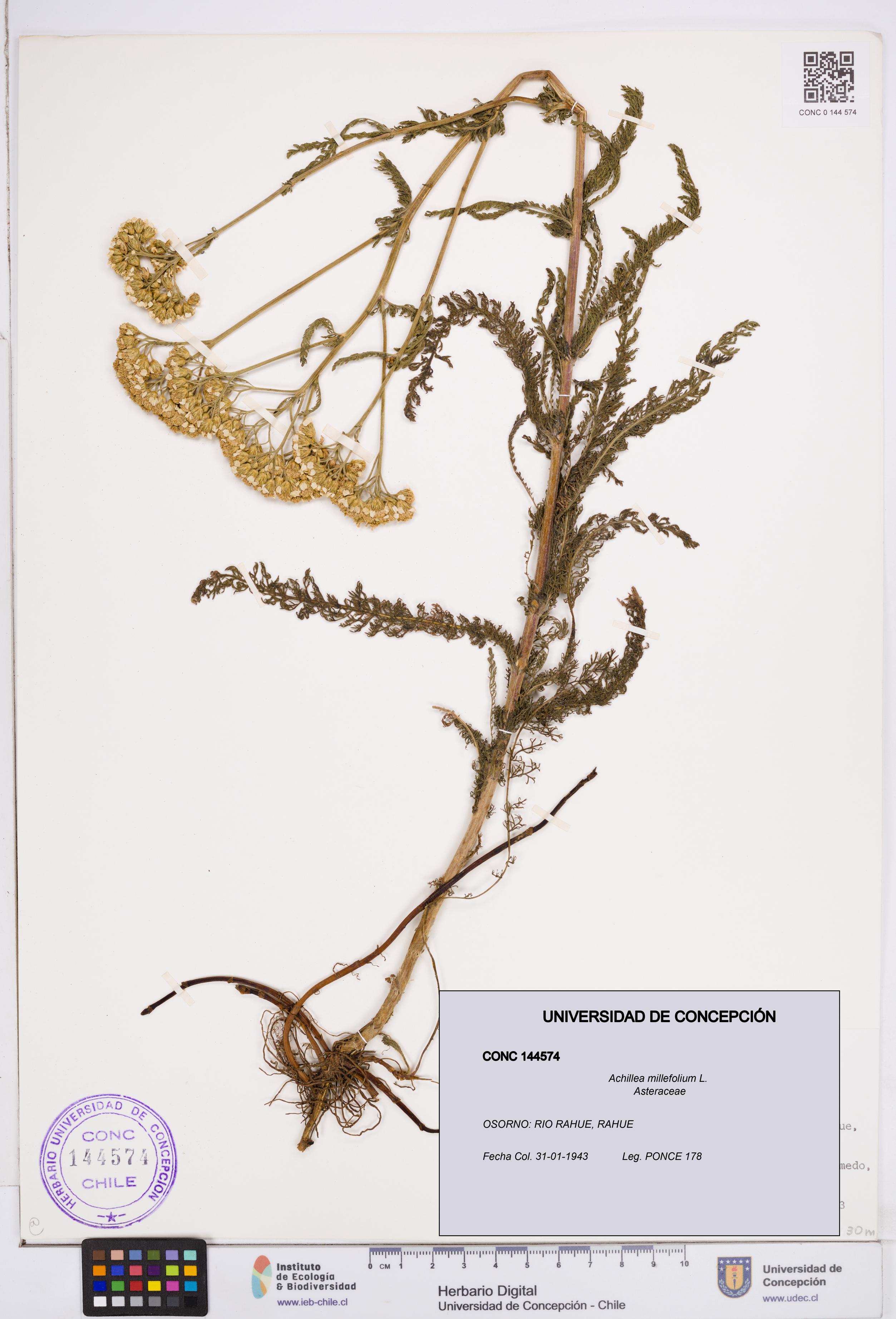 Achillea millefolium [Espécimen: ]