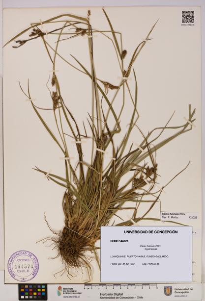 Carex fuscula [Espécimen: UDEC:CONC:0144576]
