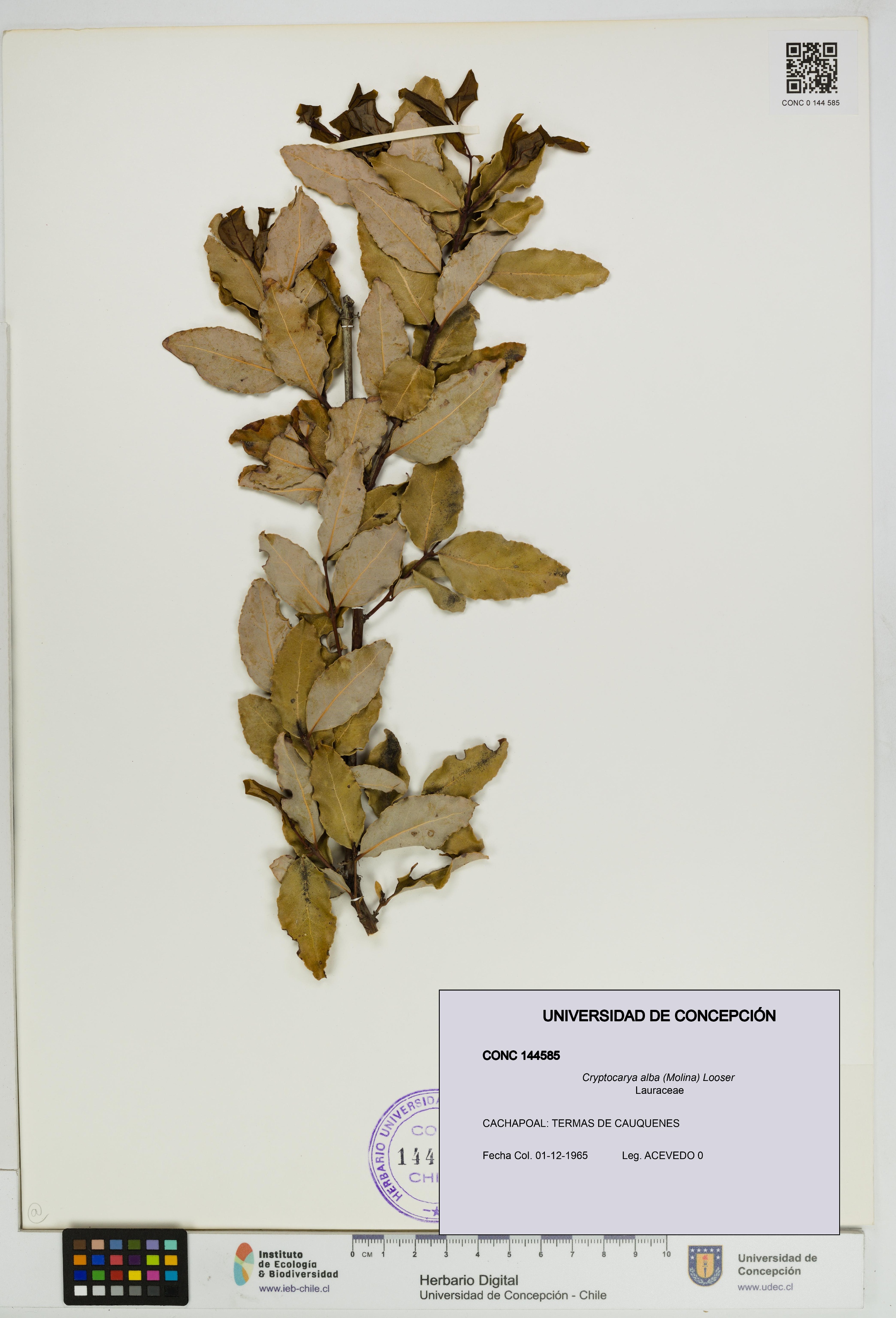 Cryptocarya alba [Espécimen: UDEC:CONC:0144585]
