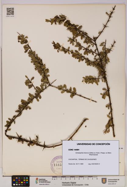 Ochetophila trinervis [Espécimen: UDEC:CONC:0144591]