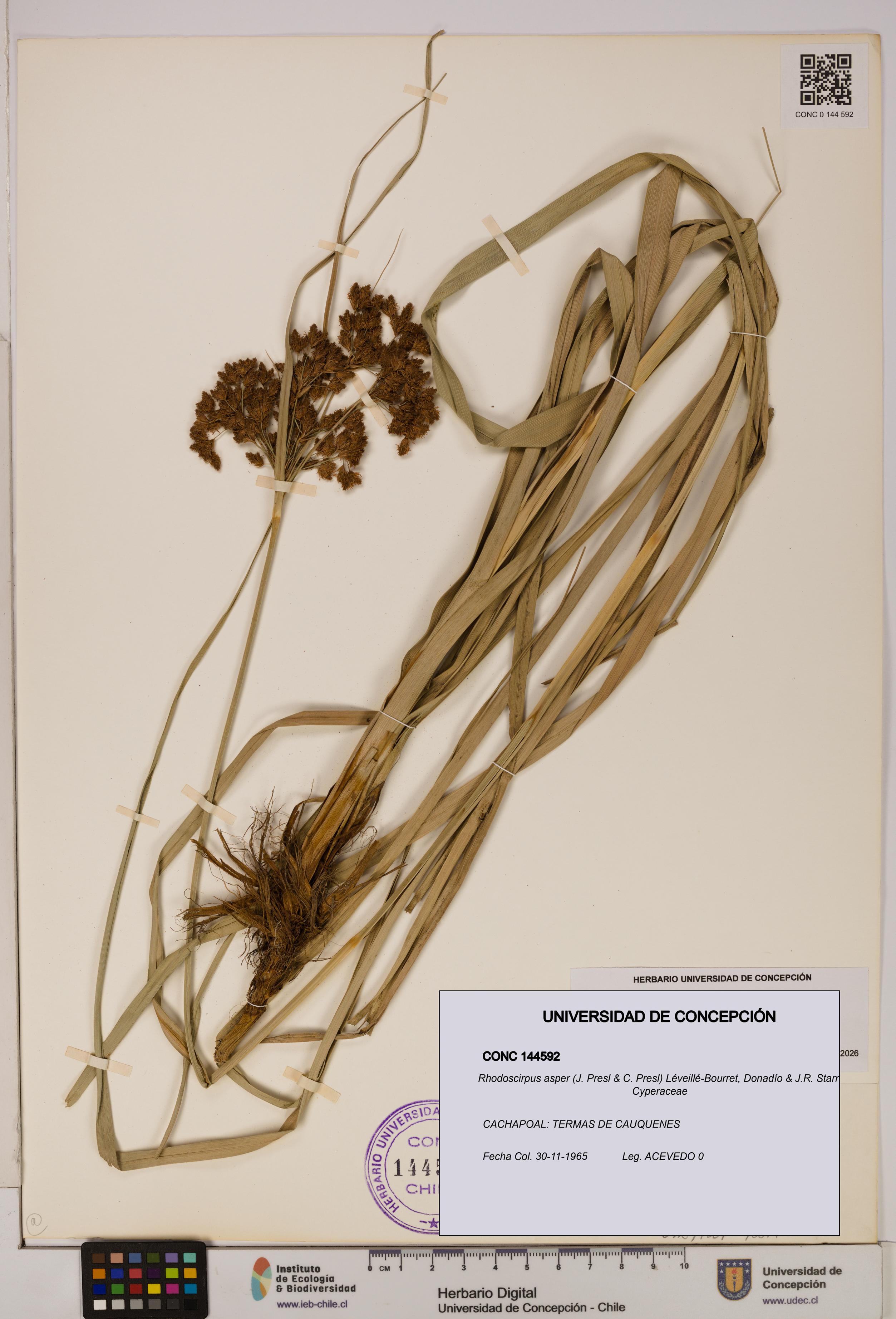 Rhodoscirpus asper [Espécimen: ]