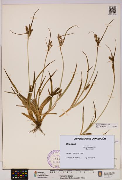 Carex fuscula [Espécimen: UDEC:CONC:0144607]