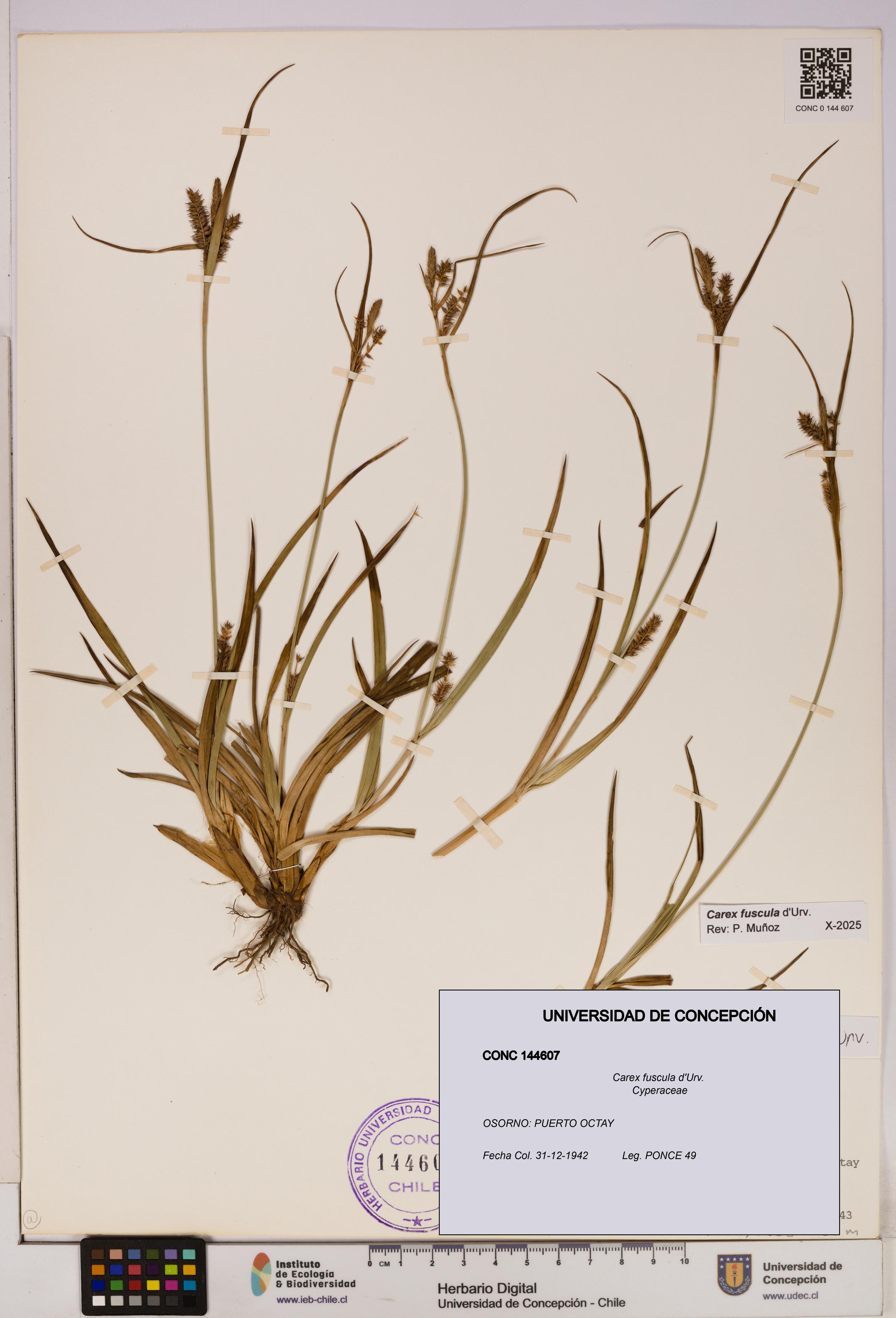 Carex fuscula [Espécimen: UDEC:CONC:0144607]