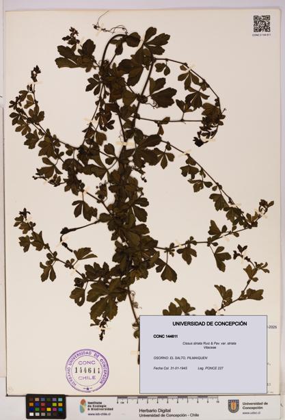 Cissus striata var. striata [Espécimen: UDEC:CONC:0144611]