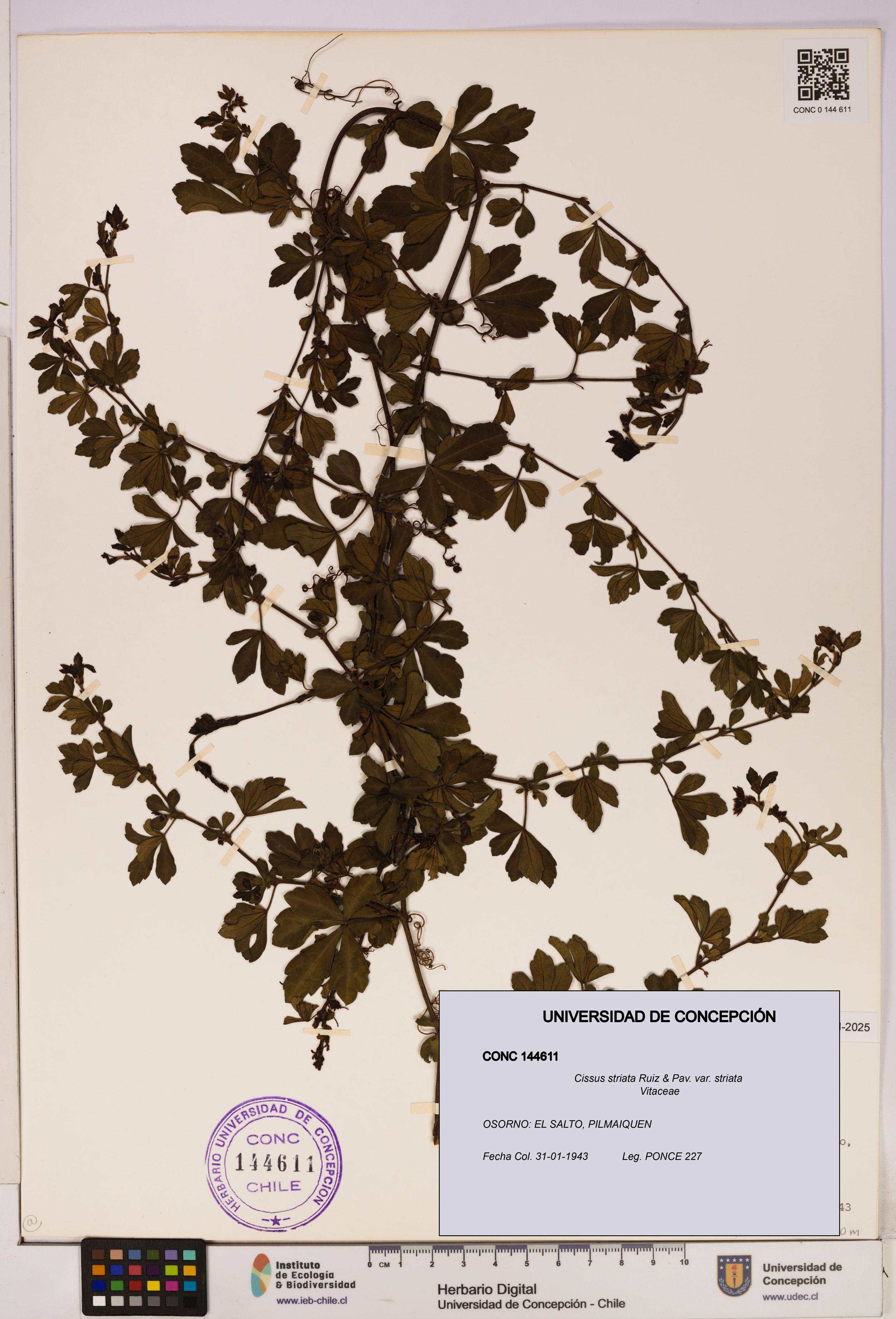 Cissus striata var. striata [Espécimen: UDEC:CONC:0144611]