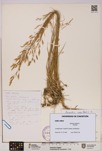 Agrostis capillaris [Espécimen: UDEC:CONC:0144612]