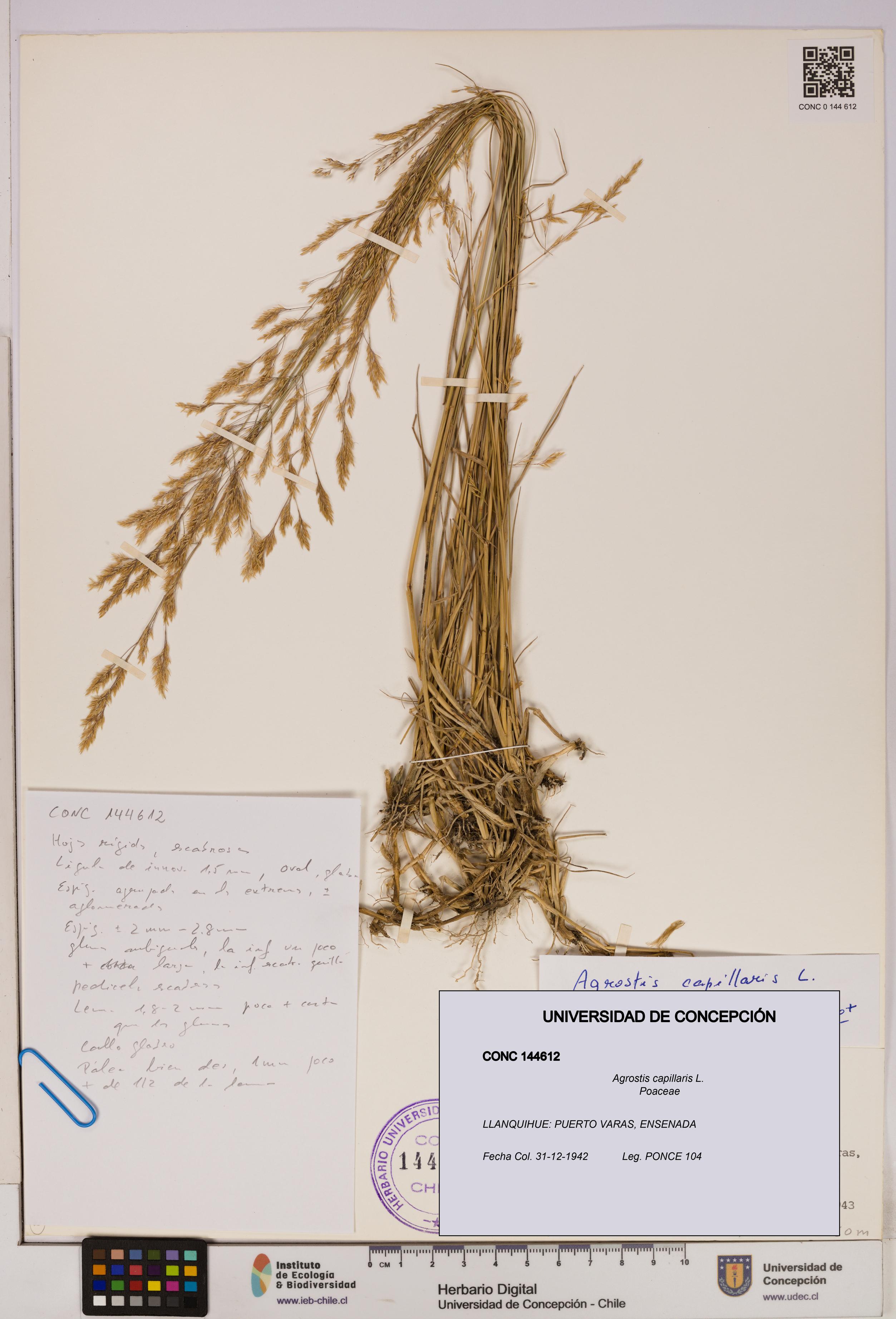 Agrostis capillaris [Espécimen: UDEC:CONC:0144612]