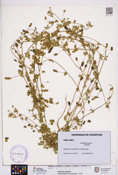 Medicago lupulina [Espécimen: ]