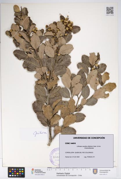 Lithraea caustica [Espécimen: UDEC:CONC:0144616]