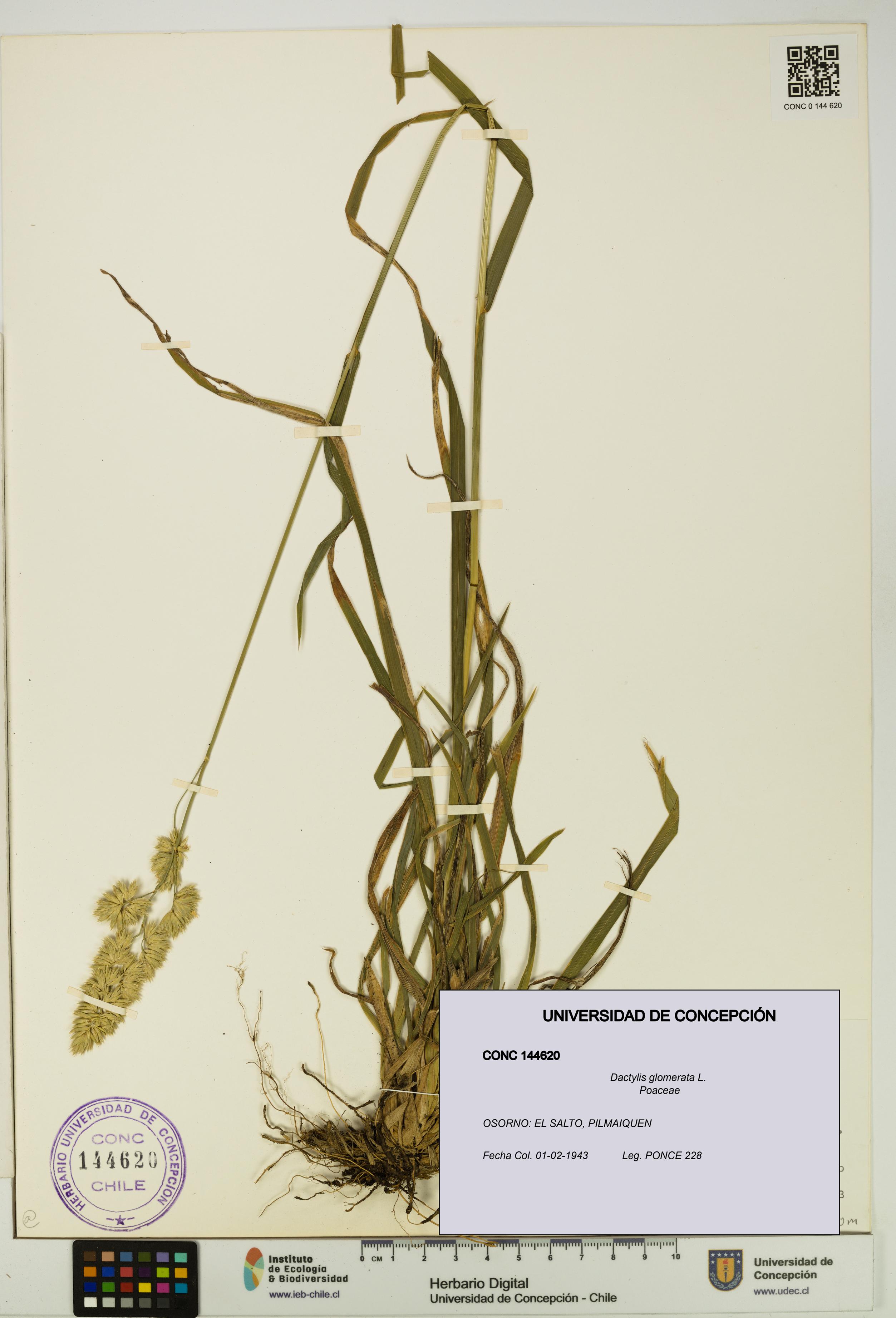Dactylis glomerata [Espécimen: UDEC:CONC:0144620]