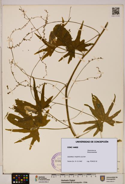 Dioscorea sp. [Espécimen: ]