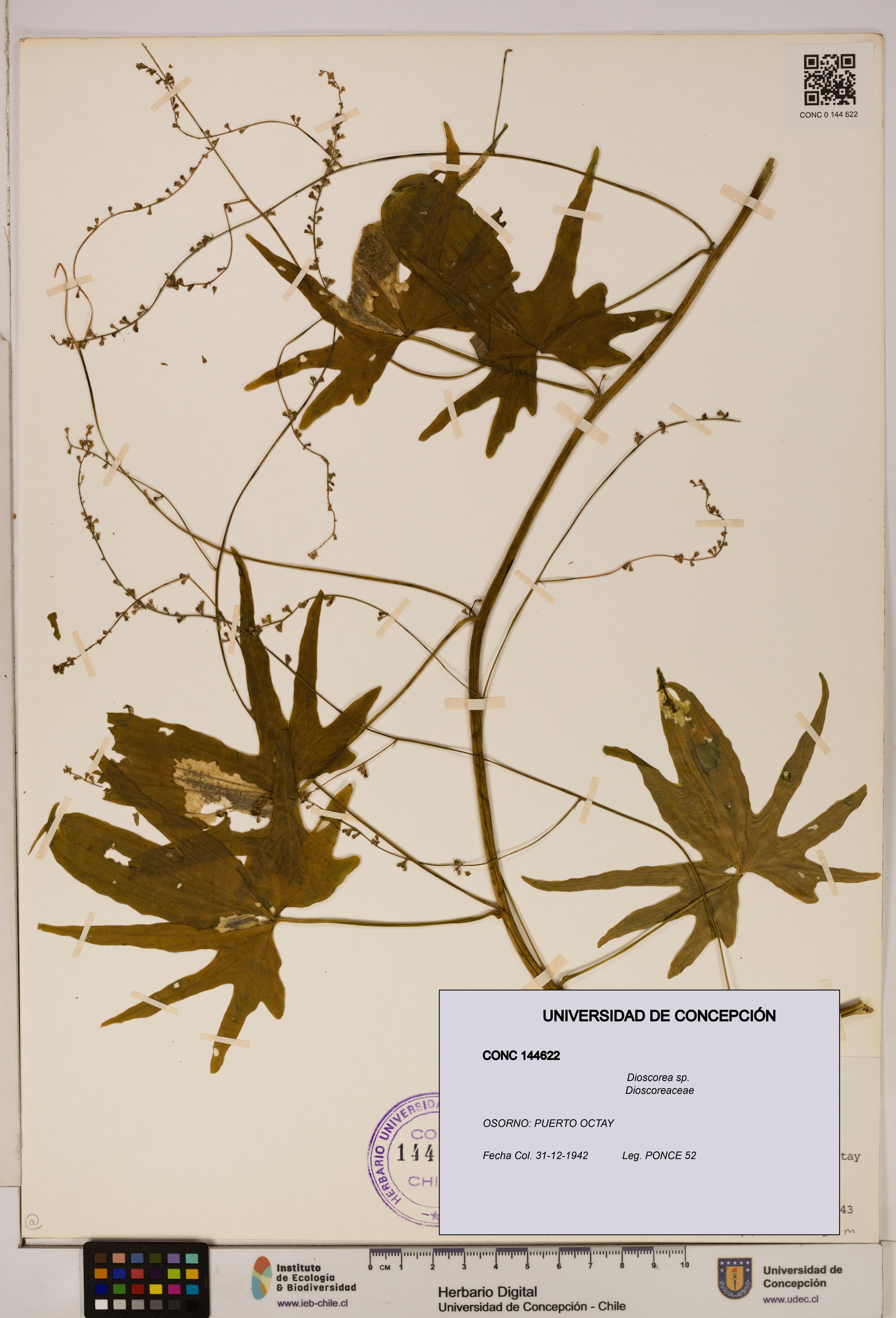 Dioscorea sp. [Espécimen: ]