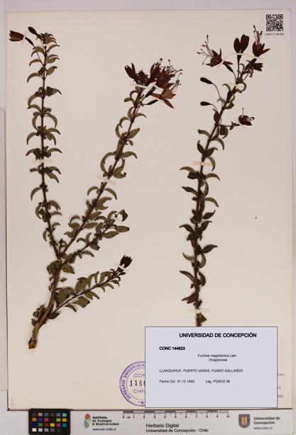Fuchsia magellanica [Espécimen: UDEC:CONC:0144623]