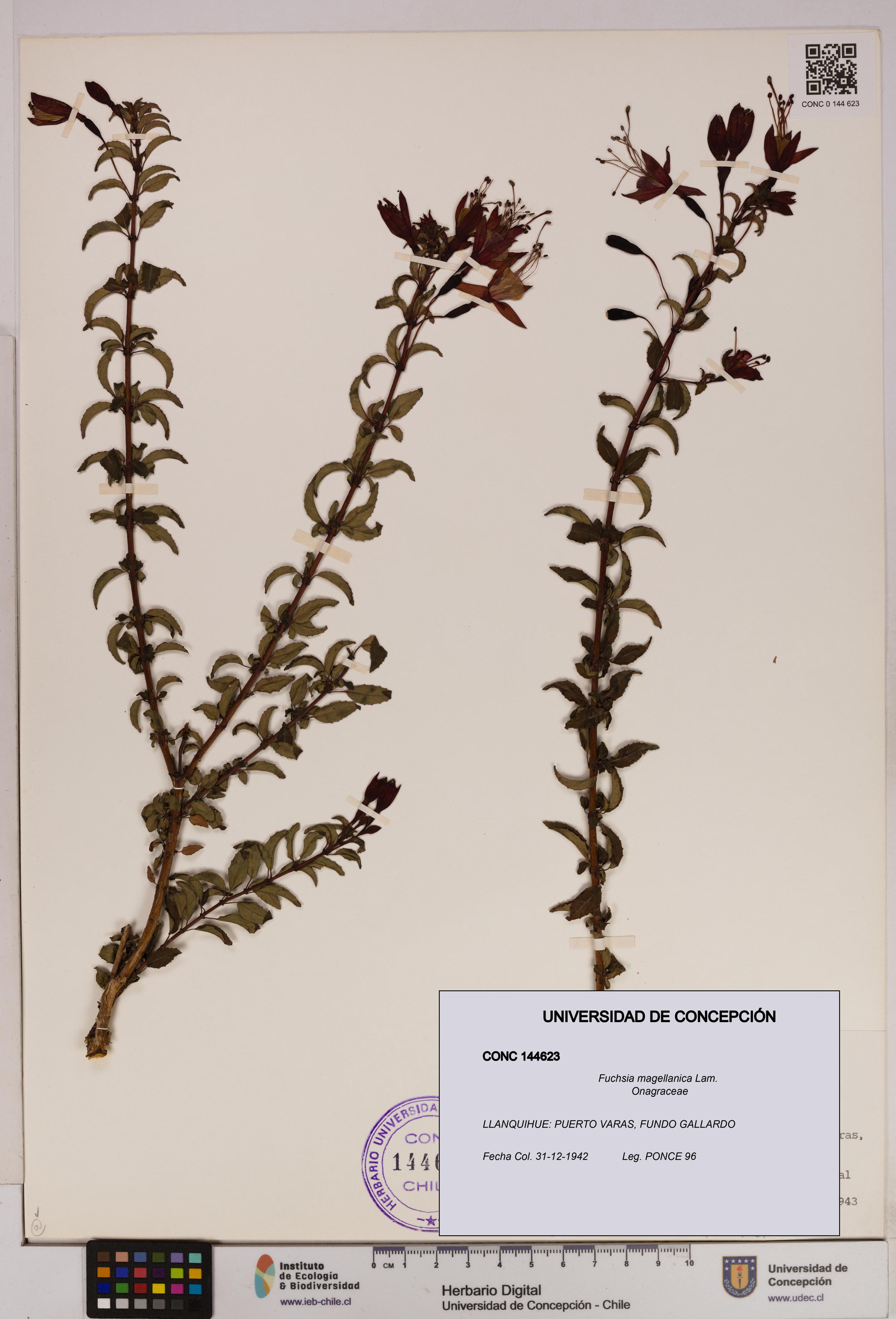 Fuchsia magellanica [Espécimen: UDEC:CONC:0144623]