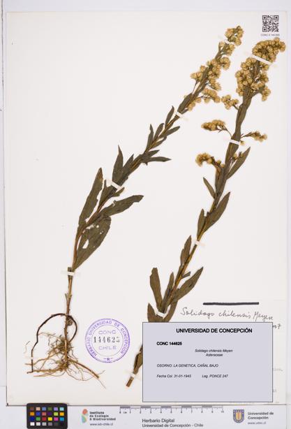 Solidago chilensis [Espécimen: ]