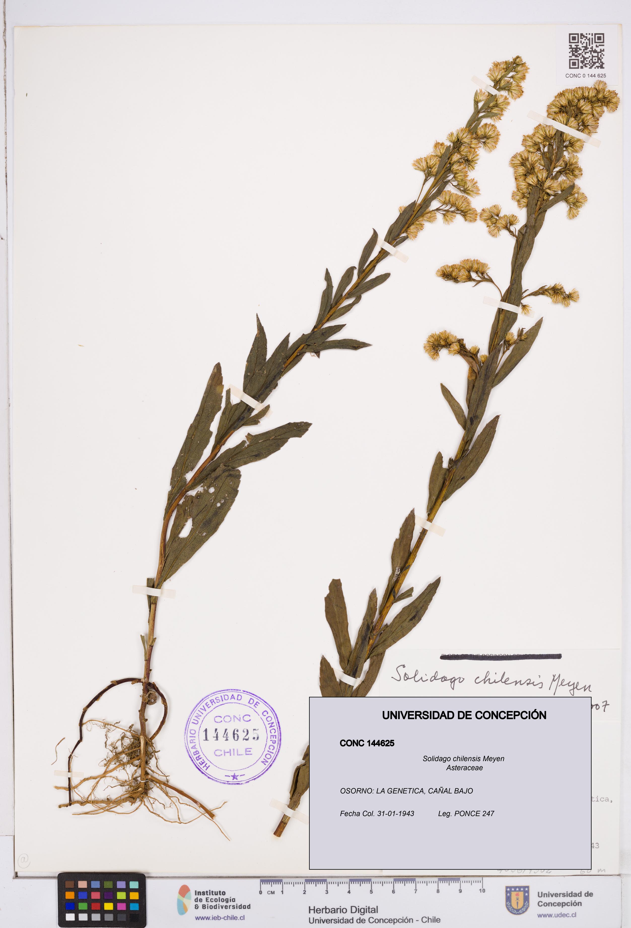 Solidago chilensis [Espécimen: ]
