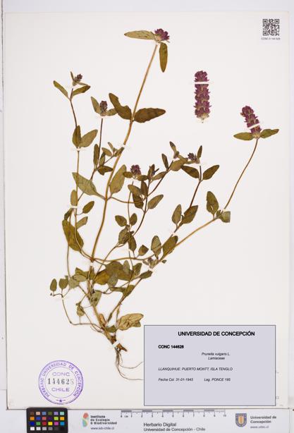 Prunella vulgaris [Espécimen: ]