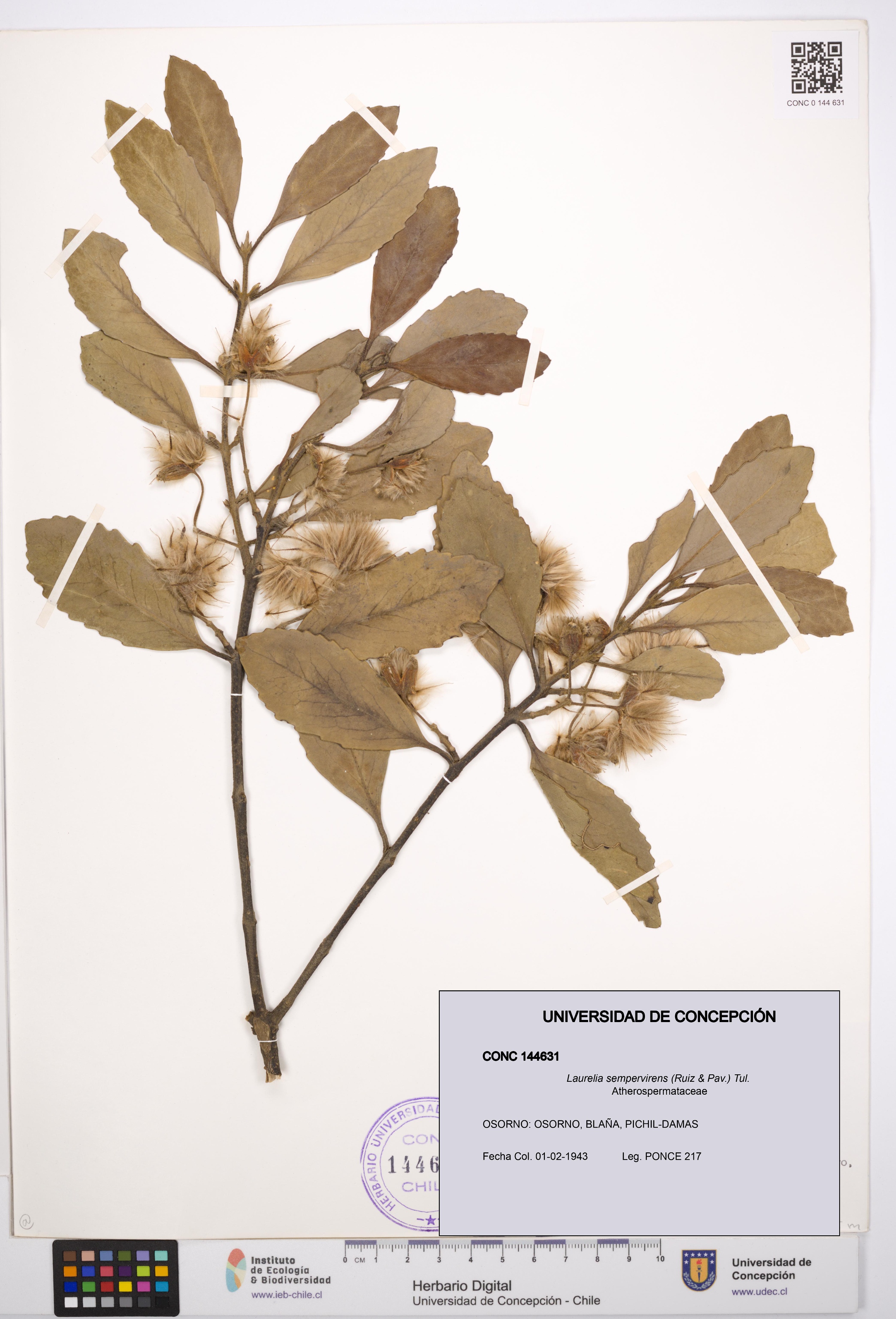 Laurelia sempervirens [Espécimen: UDEC:CONC:0144631]