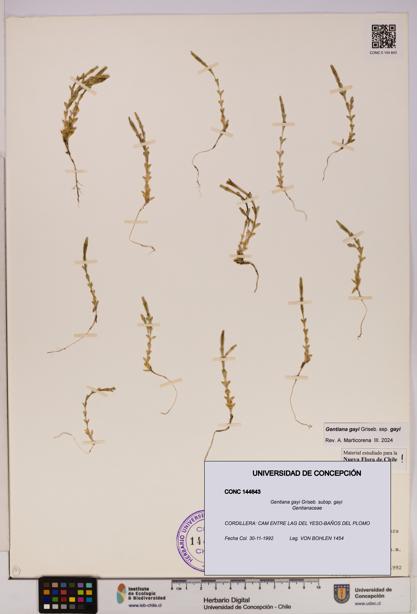 Gentiana gayi [Espécimen: UDEC:CONC:0144643]