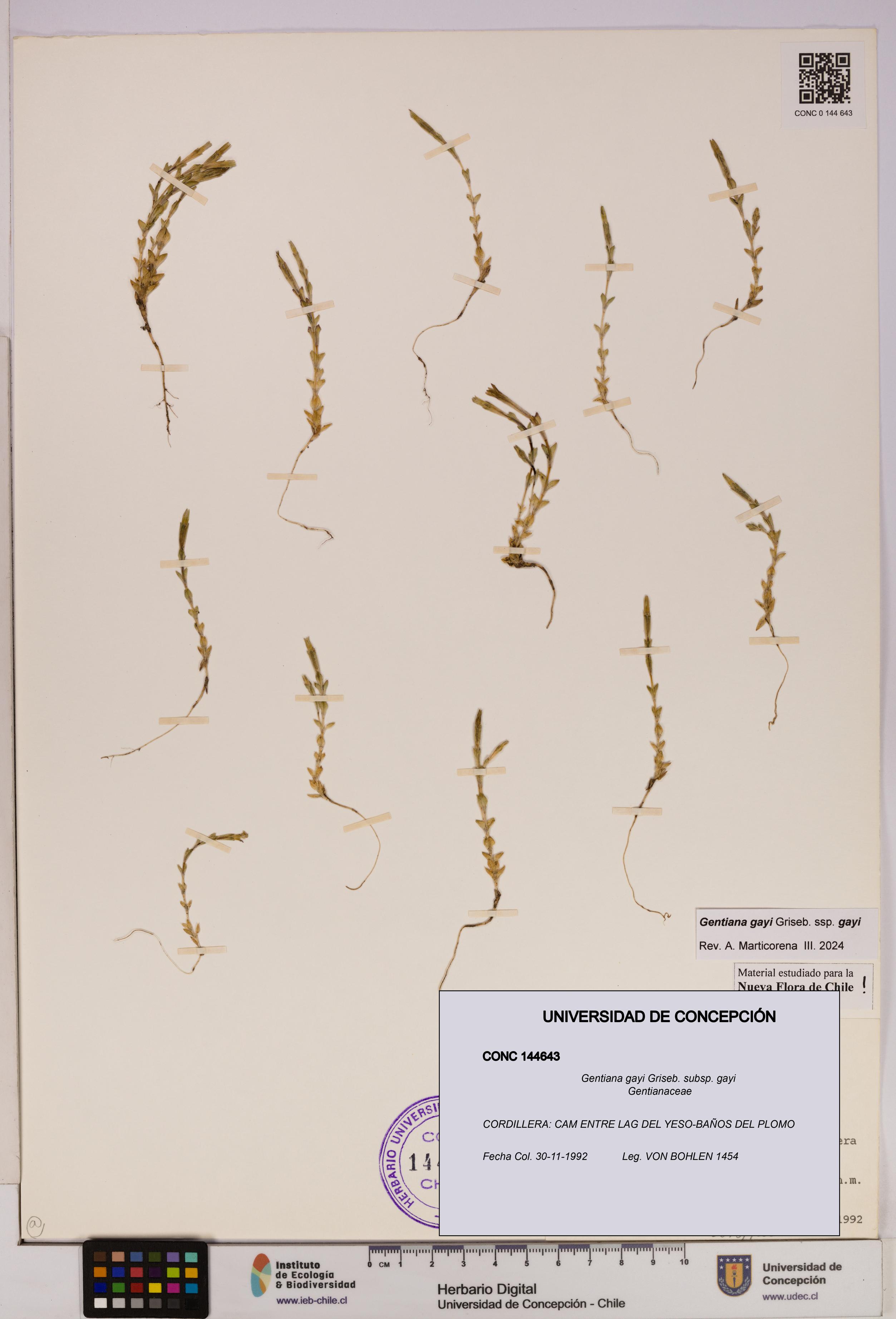 Gentiana gayi [Espécimen: UDEC:CONC:0144643]