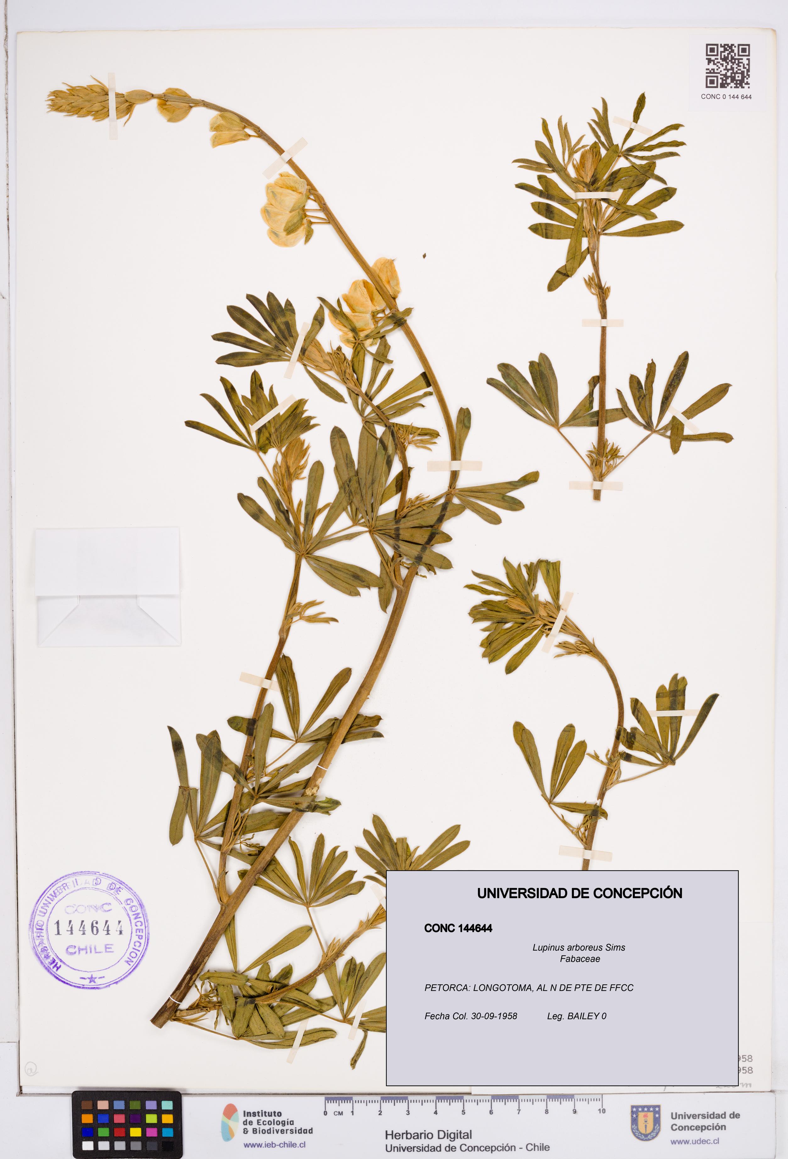 Lupinus arboreus [Espécimen: ]