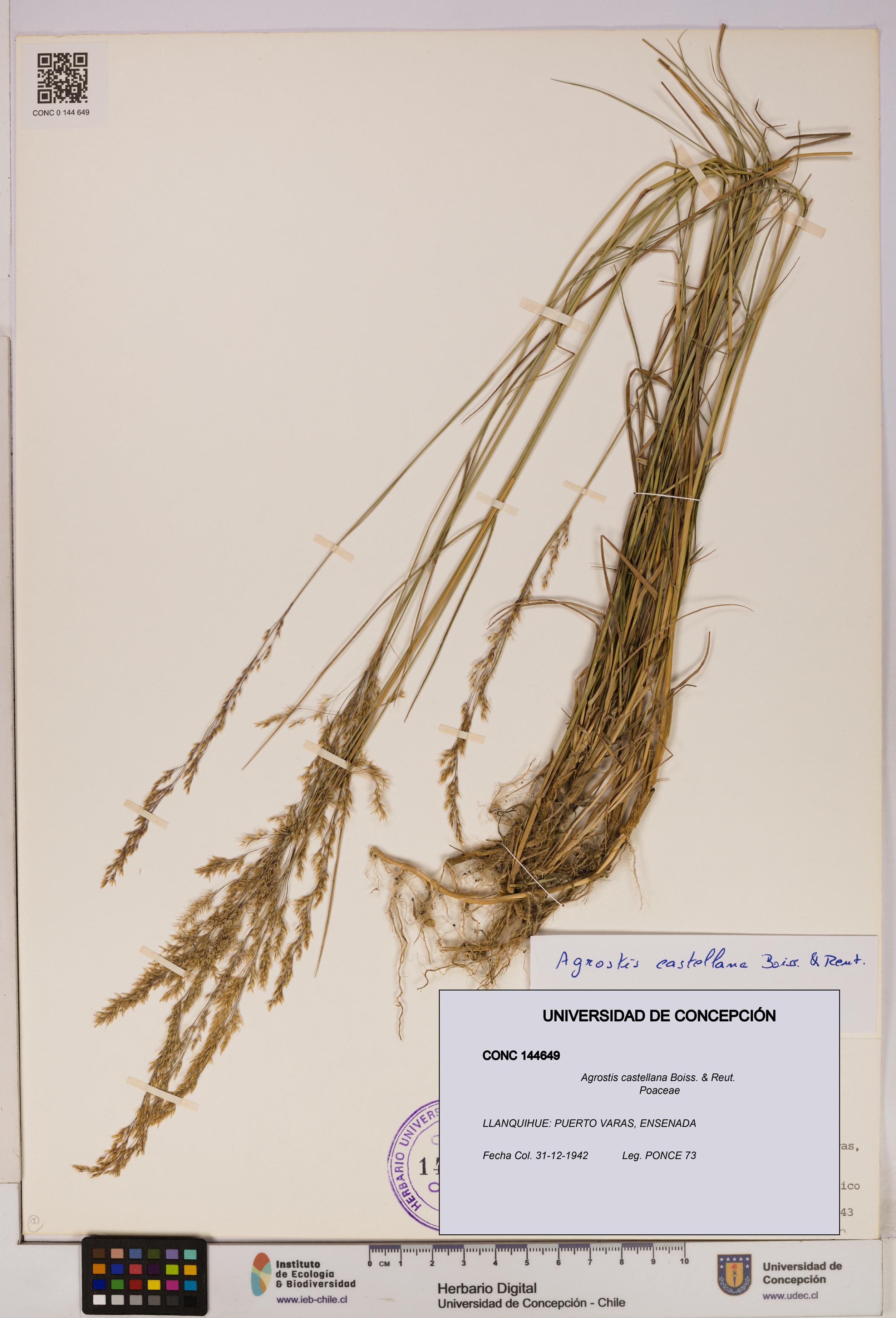 Agrostis castellana [Espécimen: UDEC:CONC:0144649]