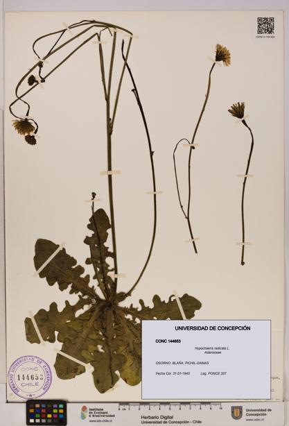 Hypochaeris radicata [Espécimen: UDEC:CONC:0144653]