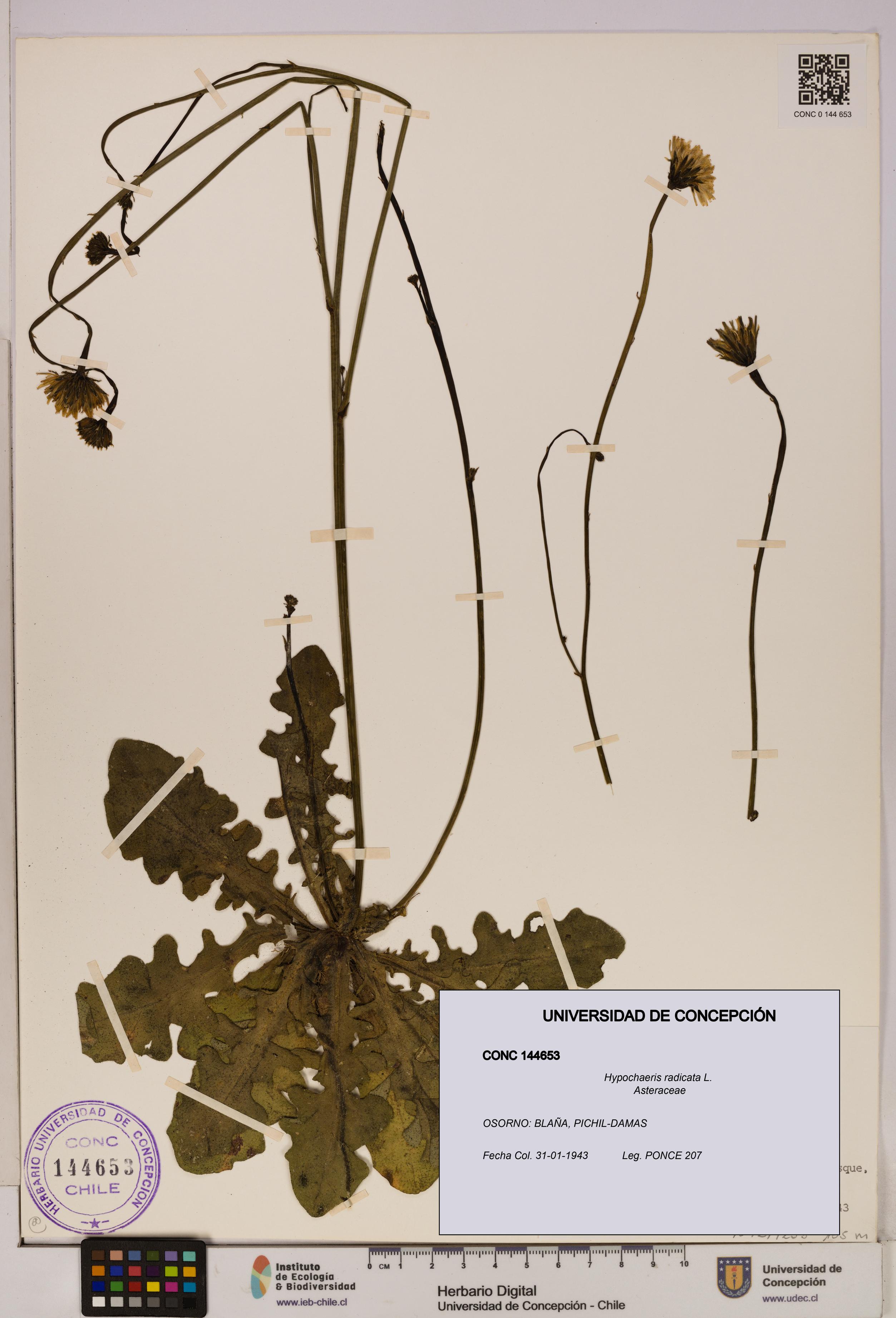Hypochaeris radicata [Espécimen: UDEC:CONC:0144653]