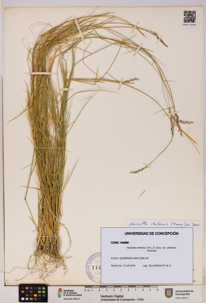 Nassella chilensis [Espécimen: UDEC:CONC:0144660]