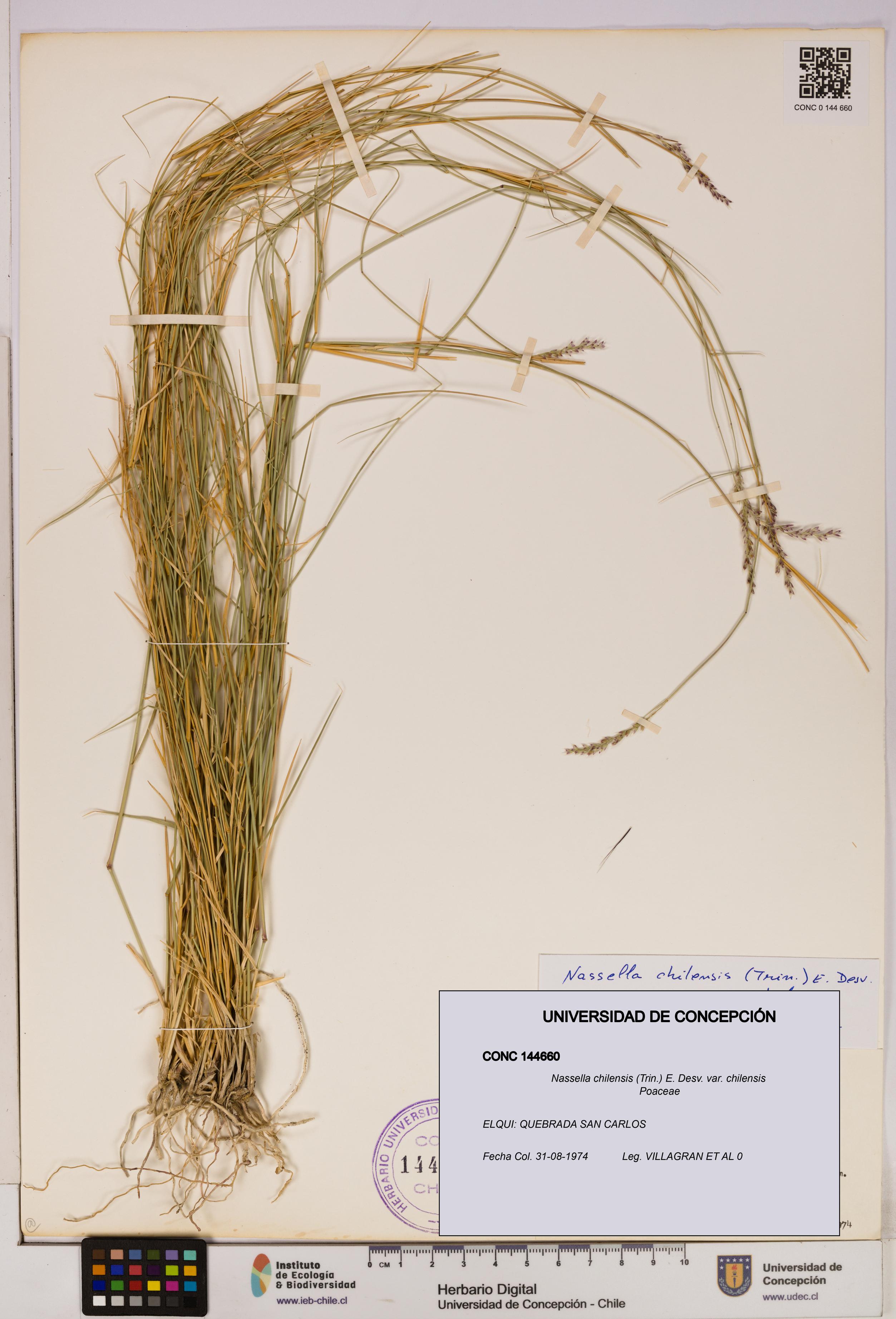 Nassella chilensis [Espécimen: UDEC:CONC:0144660]