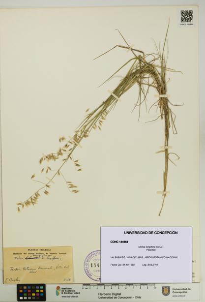 Melica longiflora [Espécimen: UDEC:CONC:0144664]