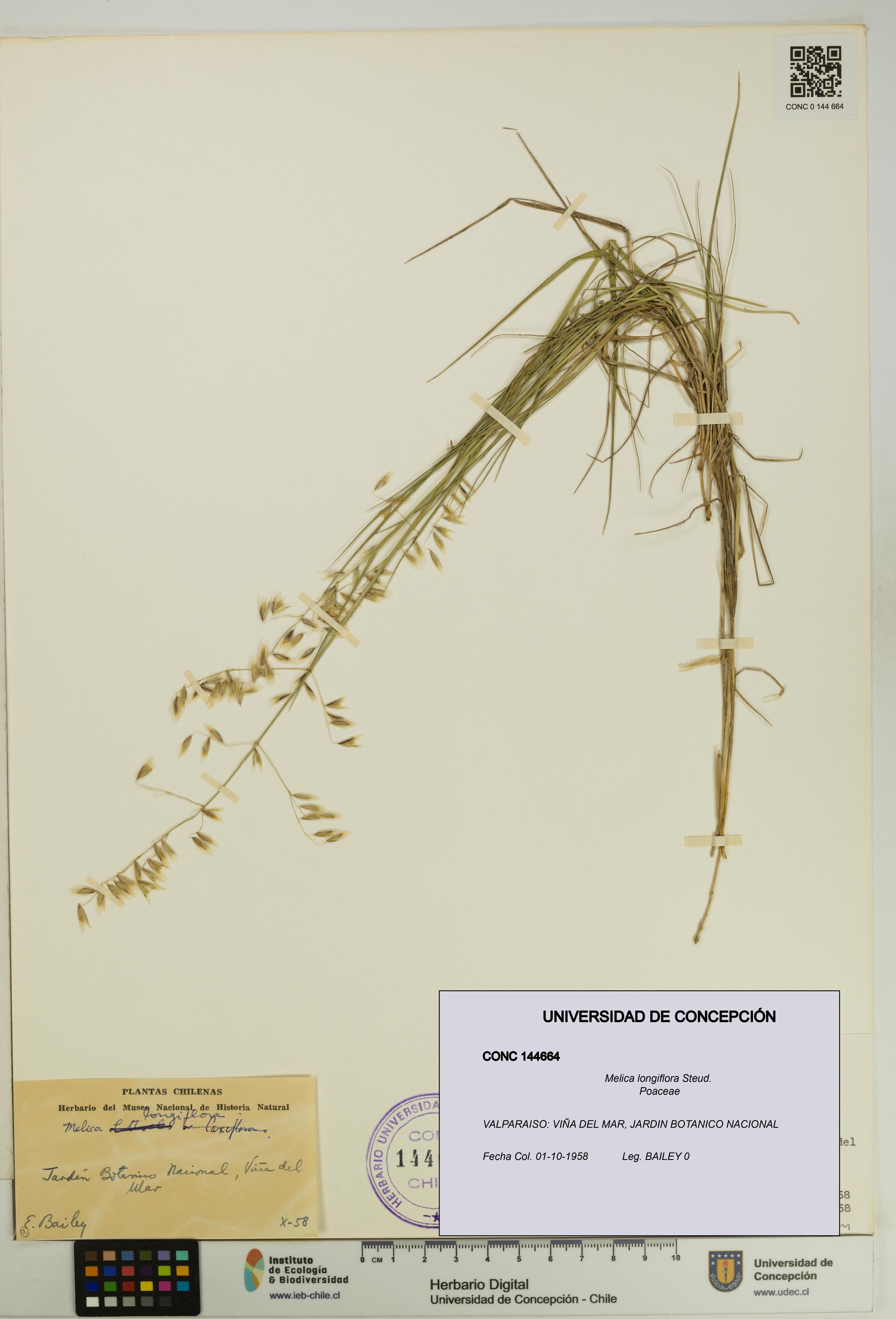 Melica longiflora [Espécimen: UDEC:CONC:0144664]