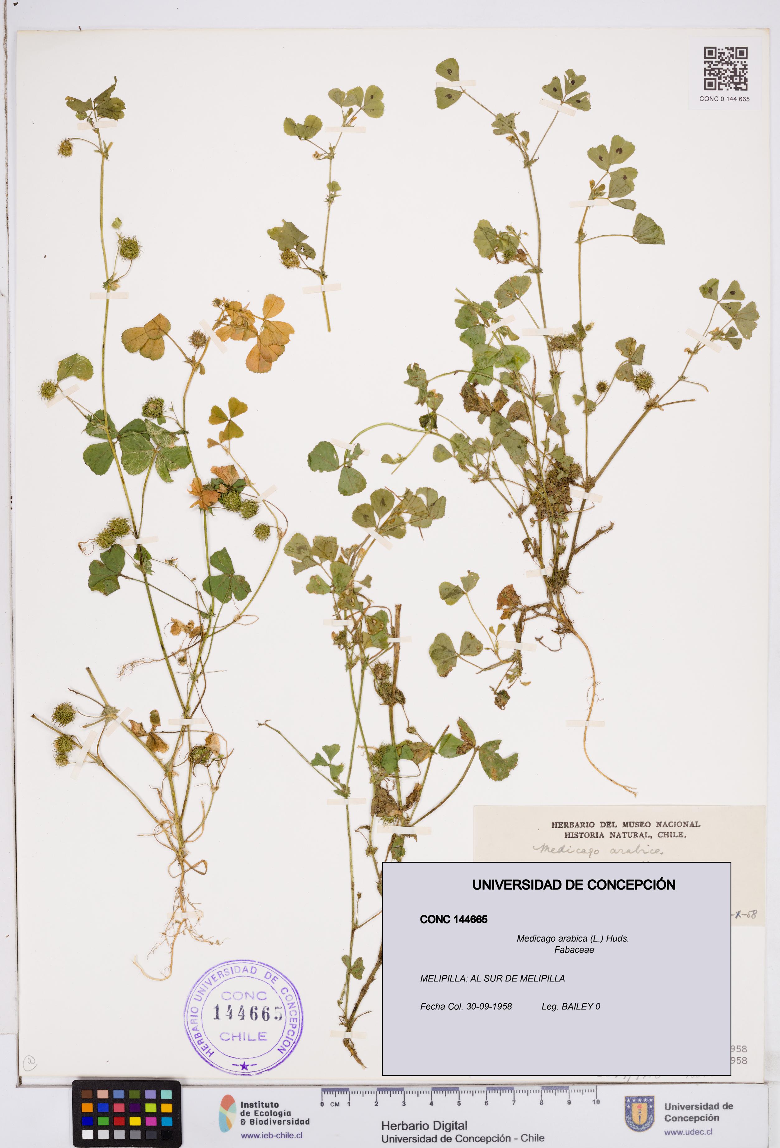 Medicago arabica [Espécimen: ]