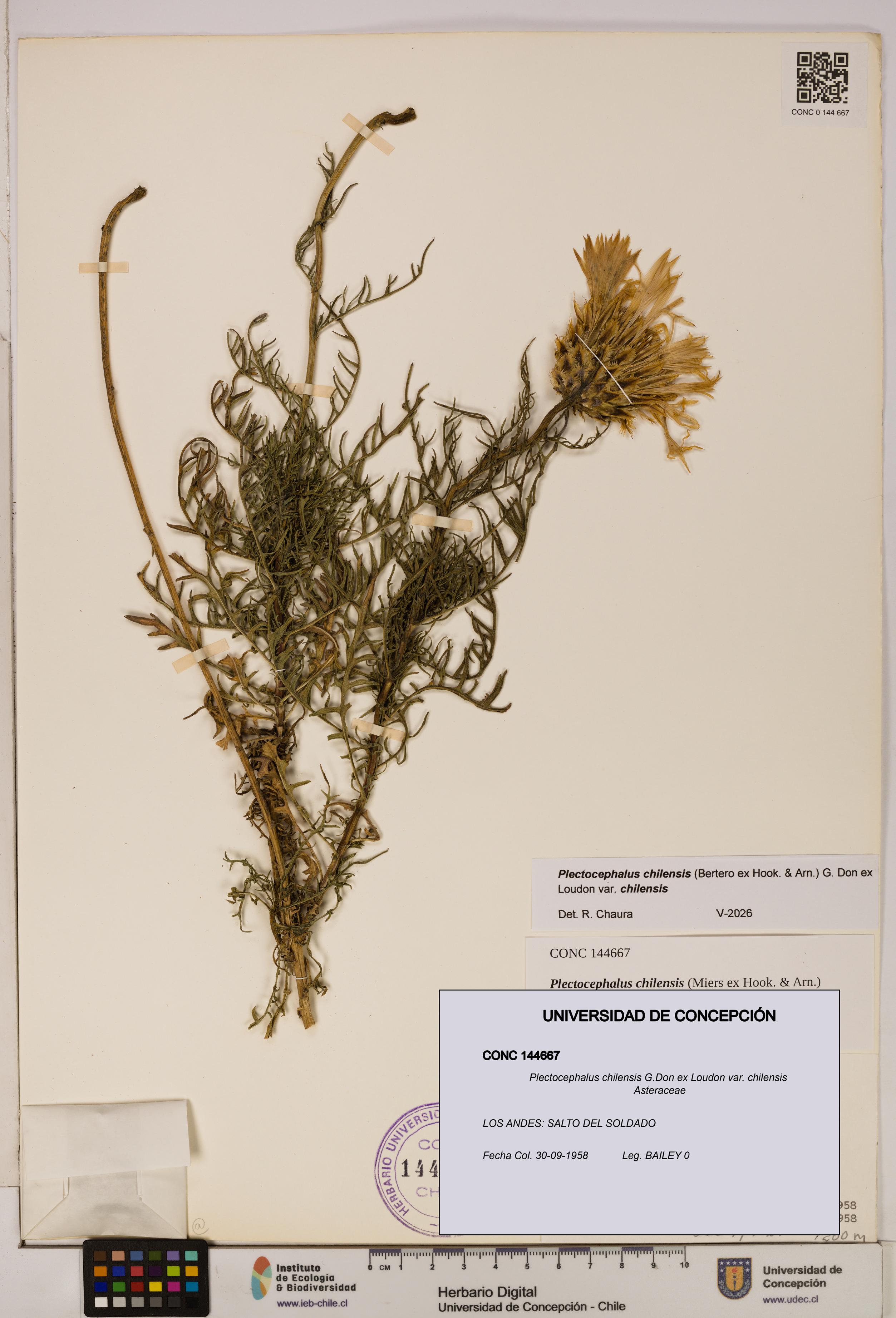 Plectocephalus chilensis [Espécimen: ]