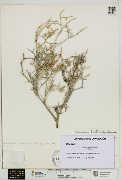 Adesmia littoralis [Espécimen: UDEC:CONC:0144671]