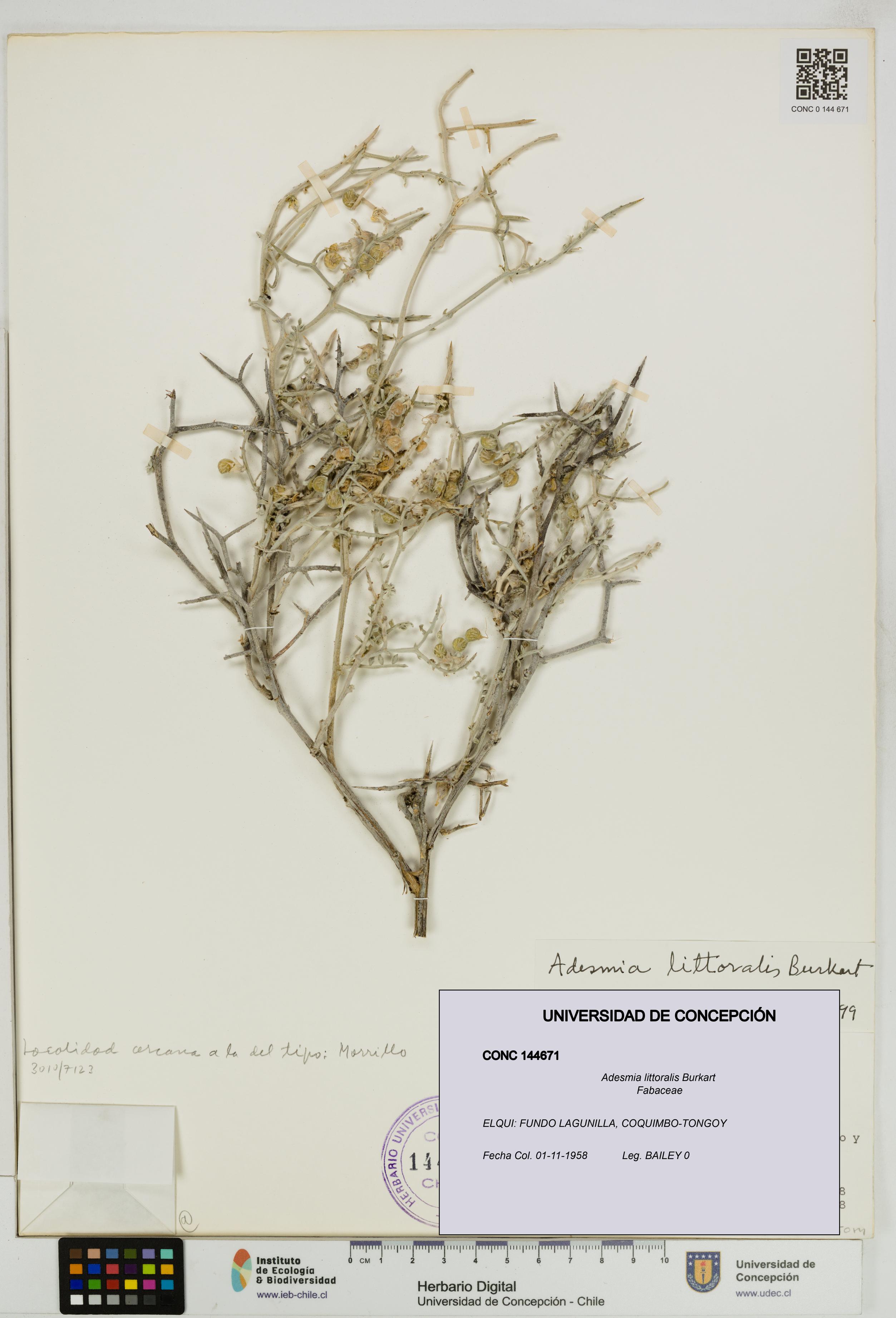 Adesmia littoralis [Espécimen: UDEC:CONC:0144671]
