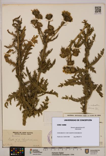Senecio adenotrichius [Espécimen: UDEC:CONC:0144692]