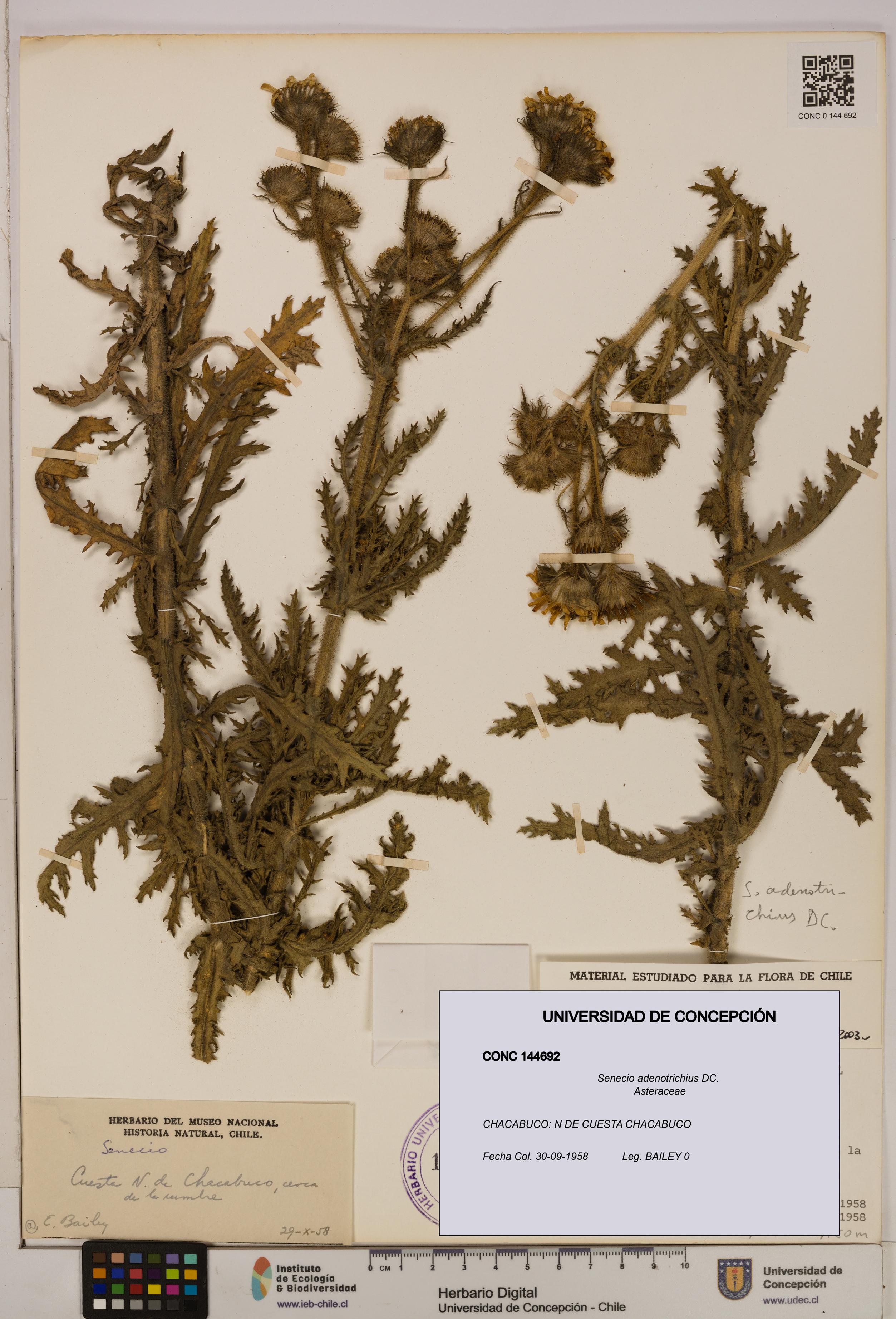 Senecio adenotrichius [Espécimen: UDEC:CONC:0144692]