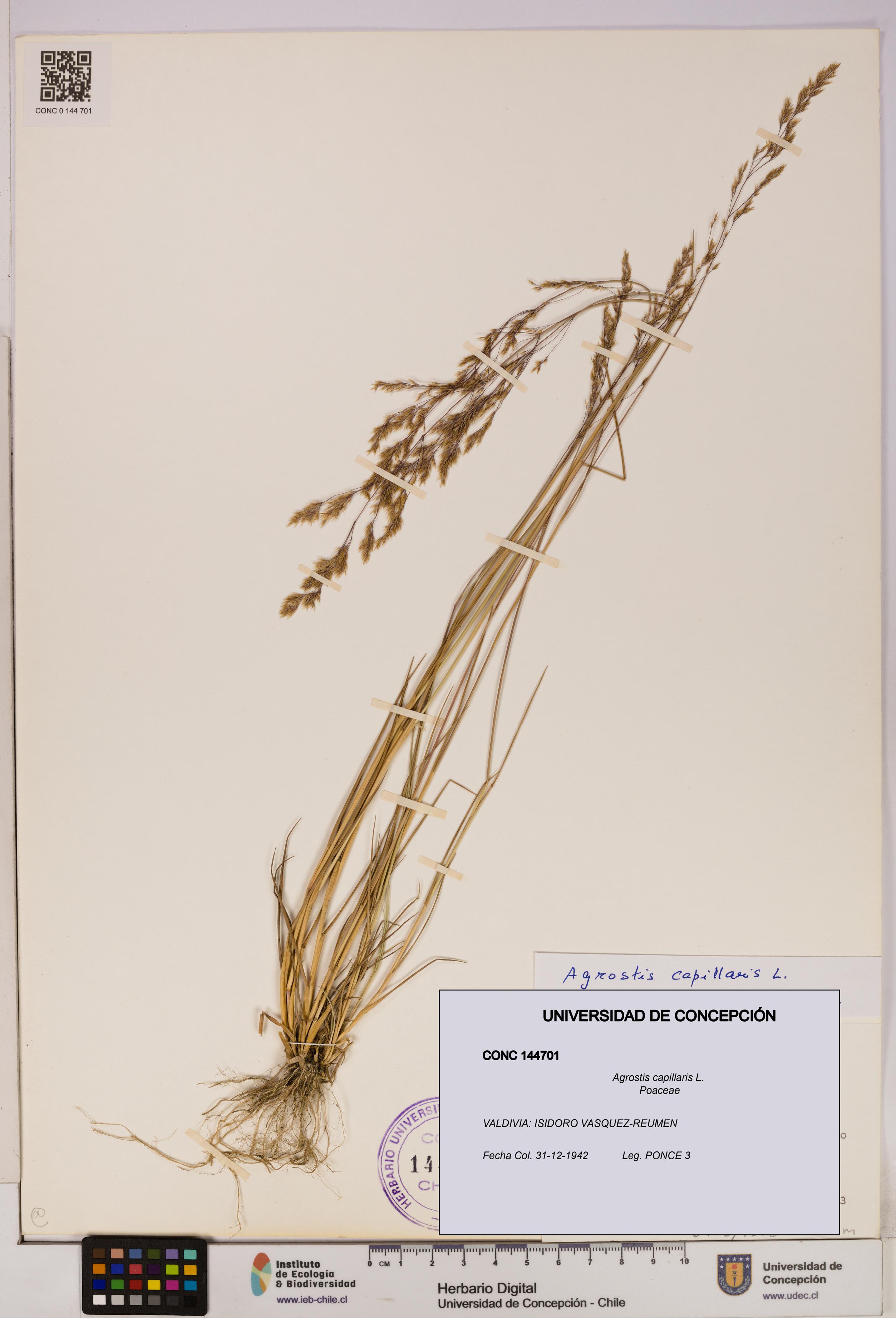 Agrostis capillaris [Espécimen: UDEC:CONC:0144701]