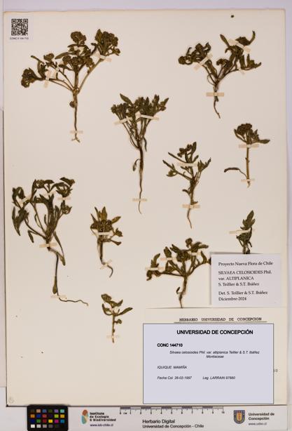 Silvaea celosioides var. altiplanica [Espécimen: UDEC:CONC:0144710]