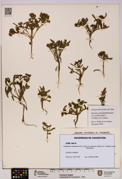 Philippiamra celosioides var. altiplanica [Espécimen: ]