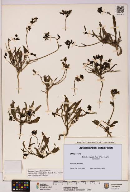 Cistanthe lingulata [Espécimen: UDEC:CONC:0144712]