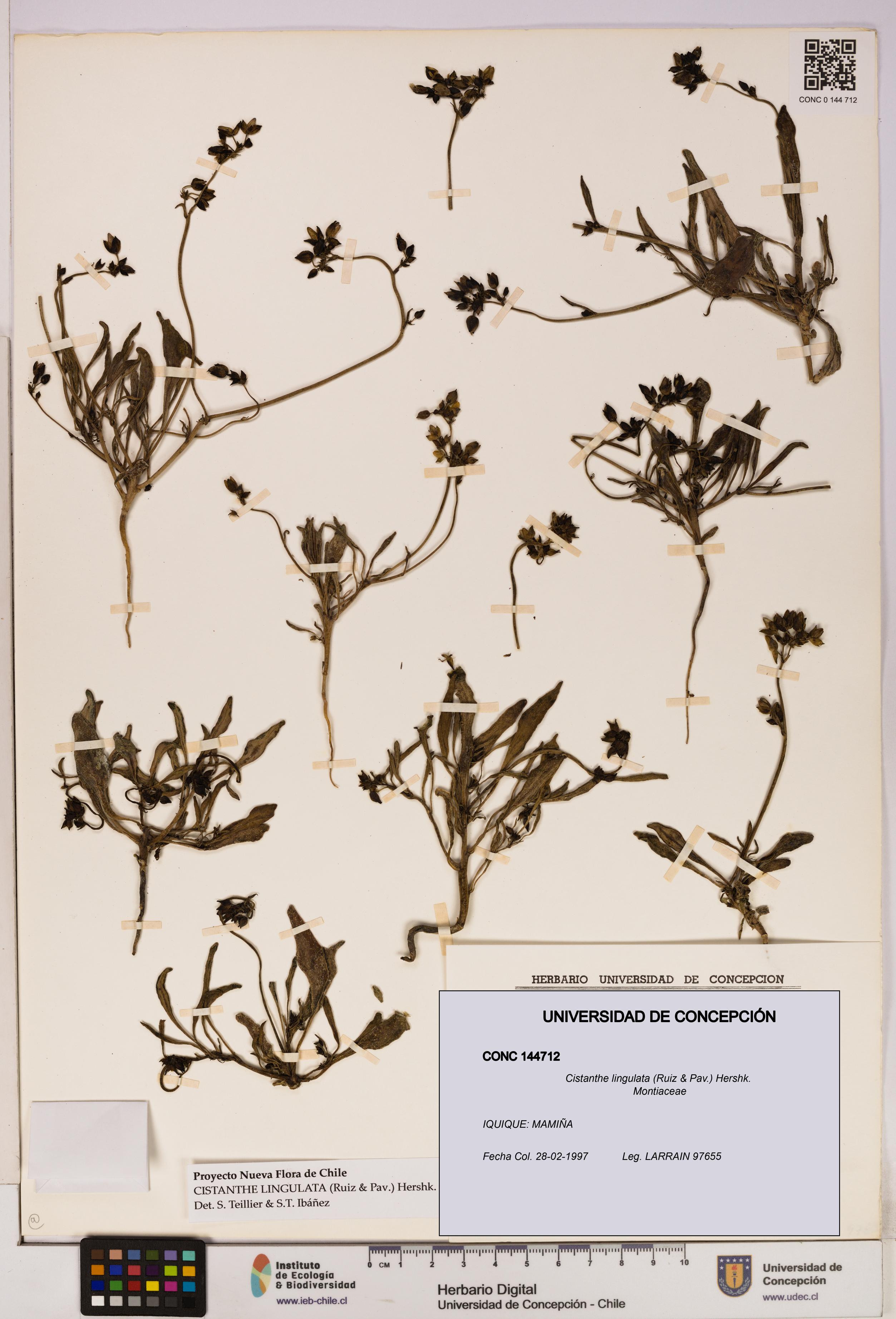 Cistanthe lingulata [Espécimen: UDEC:CONC:0144712]